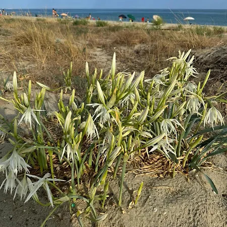 Nyaraló Villino Sul Mare A Cropani Marina